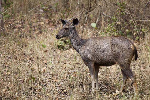 016 Kanha Nationaal Park, Sambar Hert.jpg